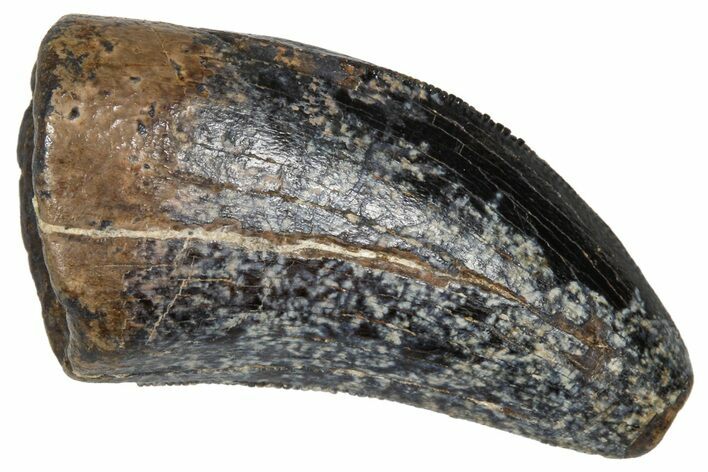 Serrated Tyrannosaur Tooth - Judith River Formation #381200